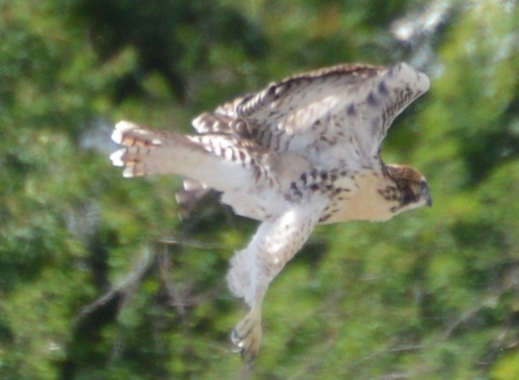 Red-tailed Hawk - ML167009861