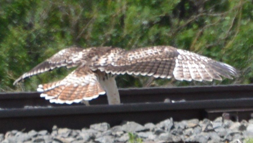 Red-tailed Hawk - ML167009921