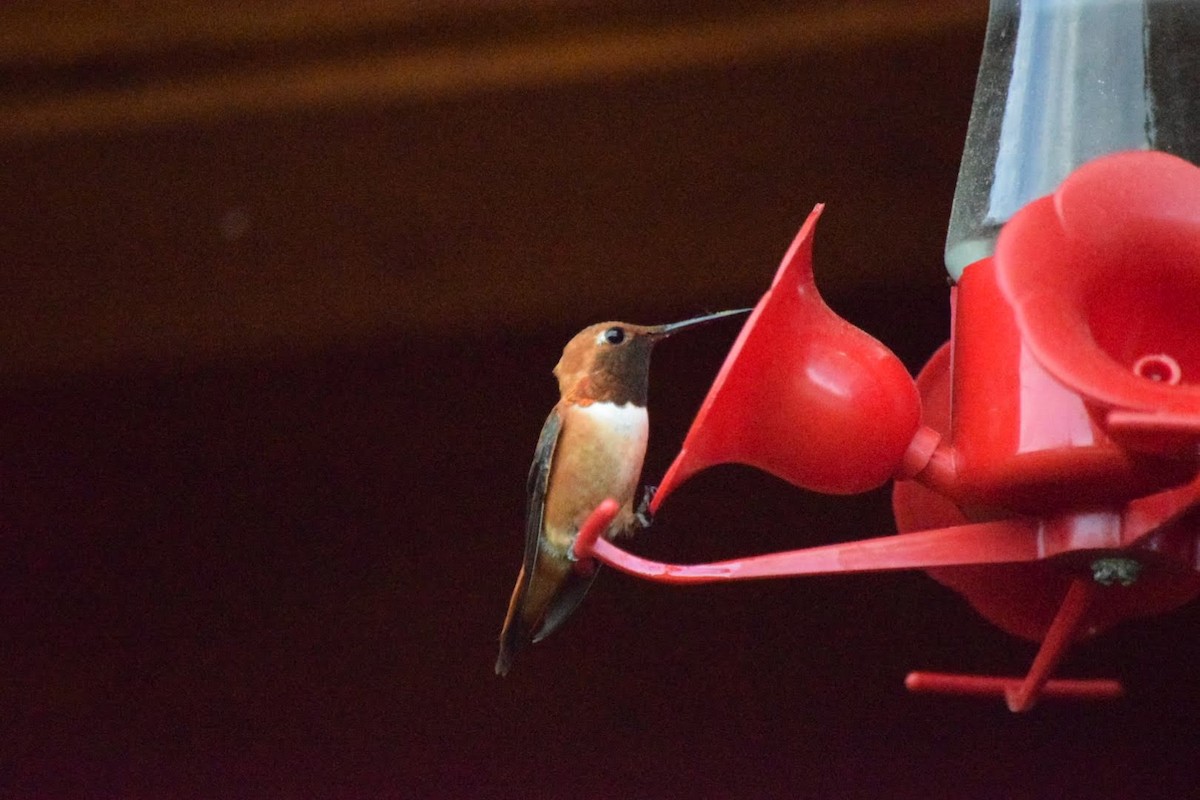 Rufous Hummingbird - Adam Cupito