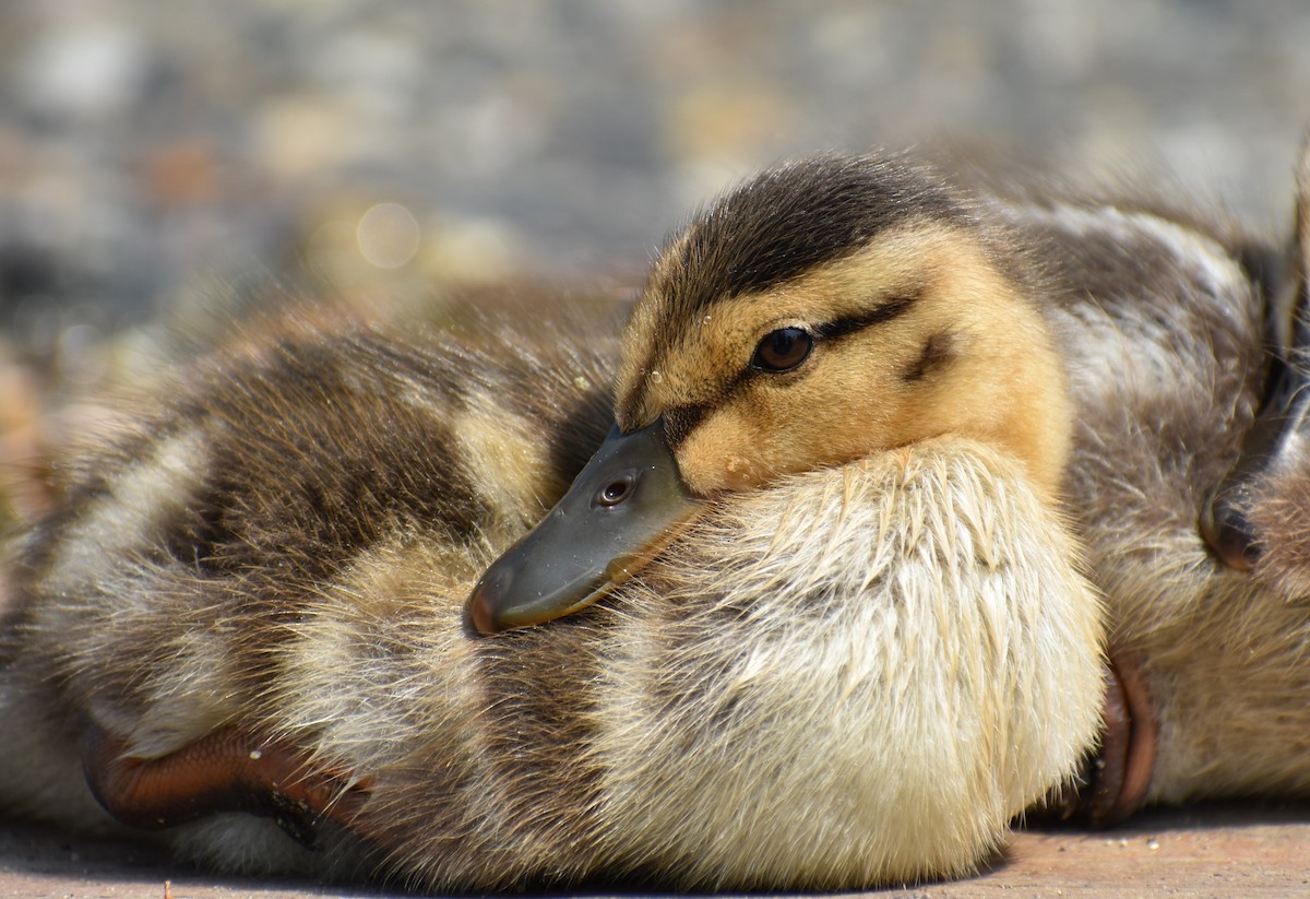 eBird Checklist - 4 Jul 2019 - Fish Lake (Chelan Co.) - 35 species (+4 ...