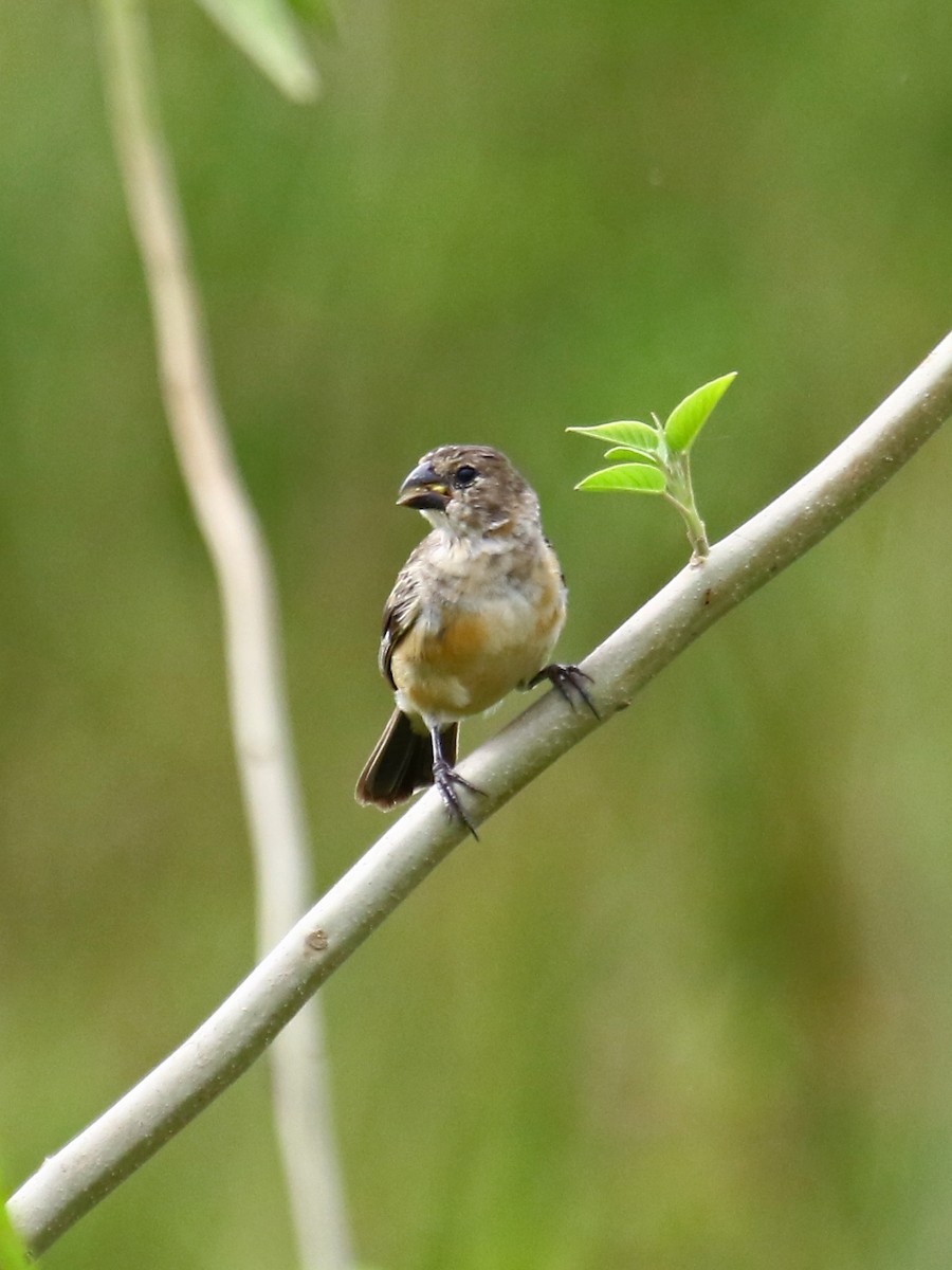 Rusty-collared Seedeater - ML167013211