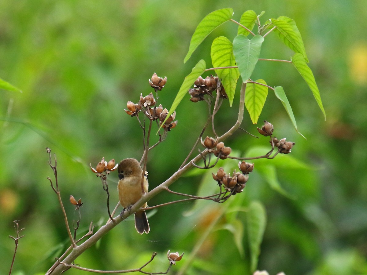 Rusty-collared Seedeater - ML167013311