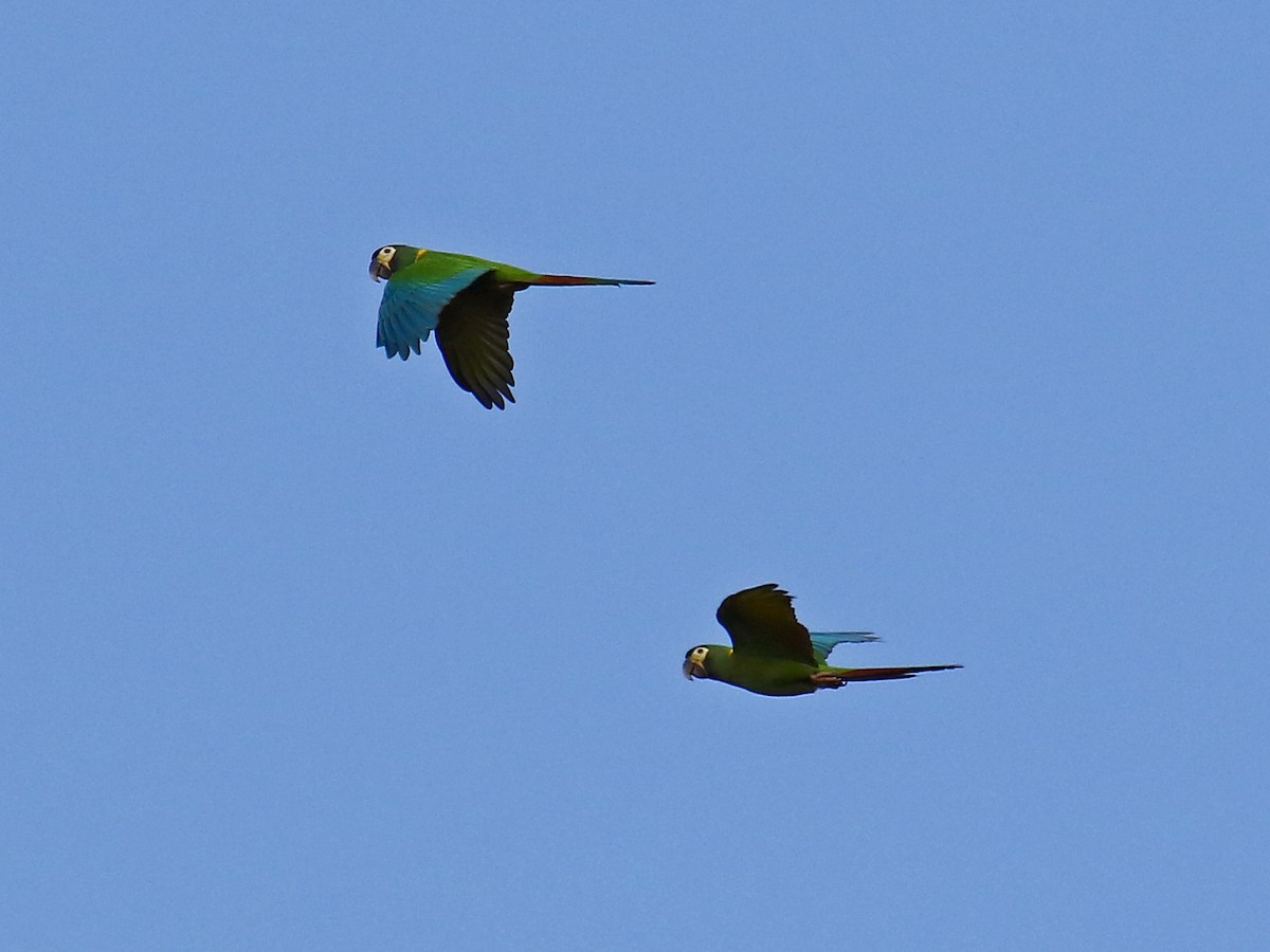 Yellow-collared Macaw - ML167013451