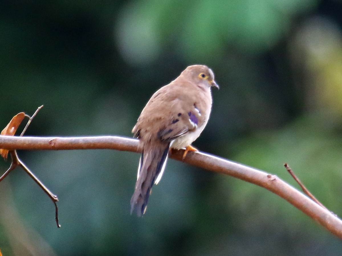 Long-tailed Ground Dove - ML167013821