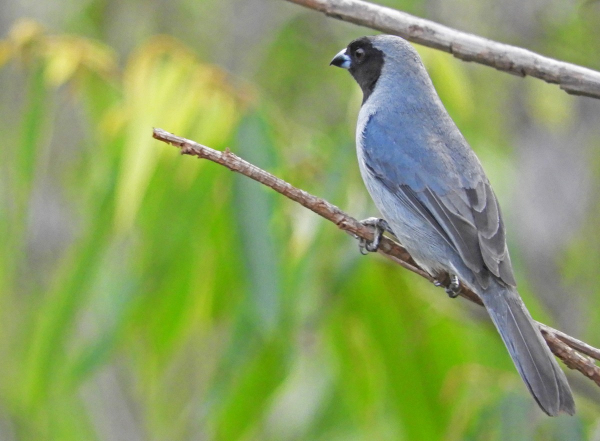 Black-faced Tanager - ML167015731