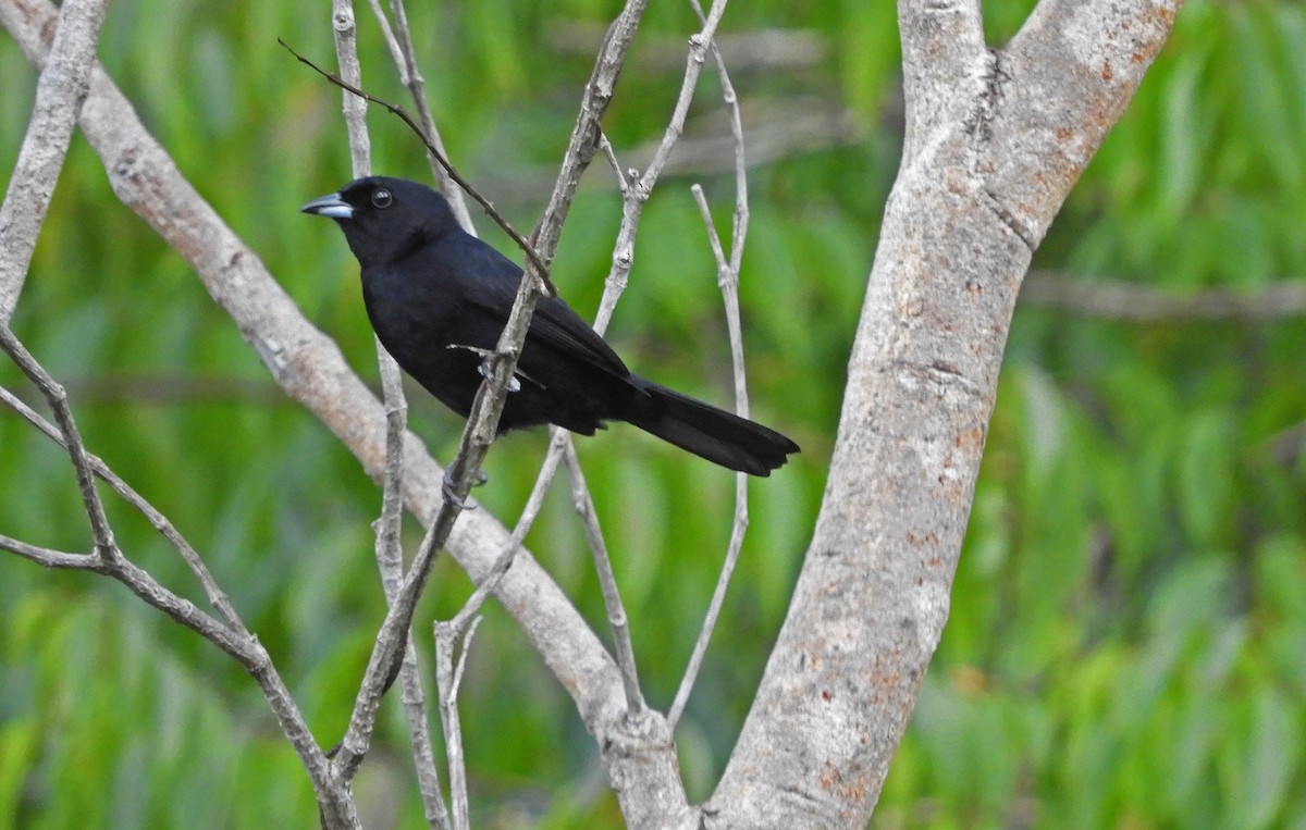 Red-shouldered Tanager - ML167016431