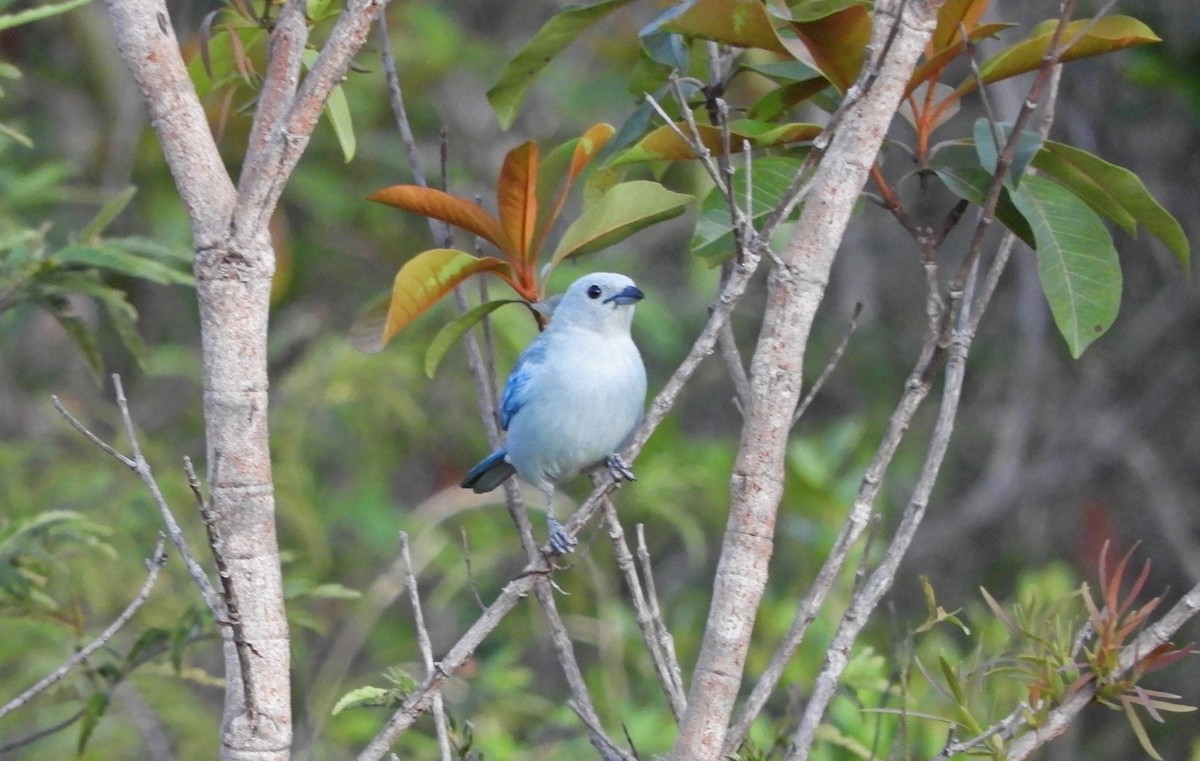 Blue-gray Tanager - ML167017021