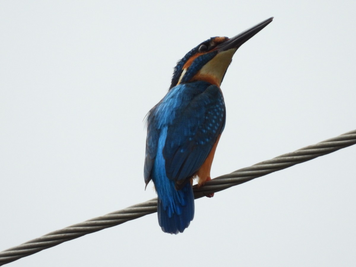 Common Kingfisher - Lakshmikant Neve