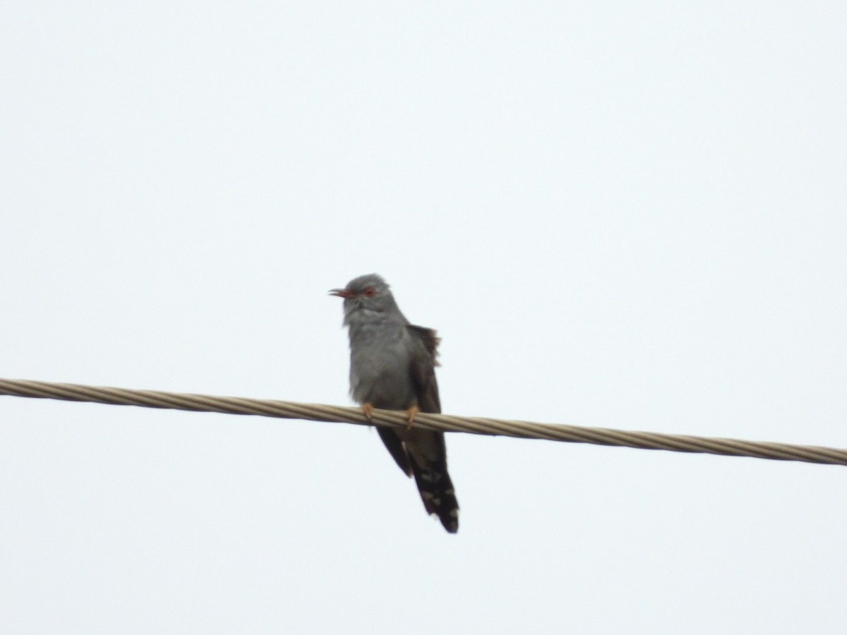 Gray-bellied Cuckoo - Lakshmikant Neve