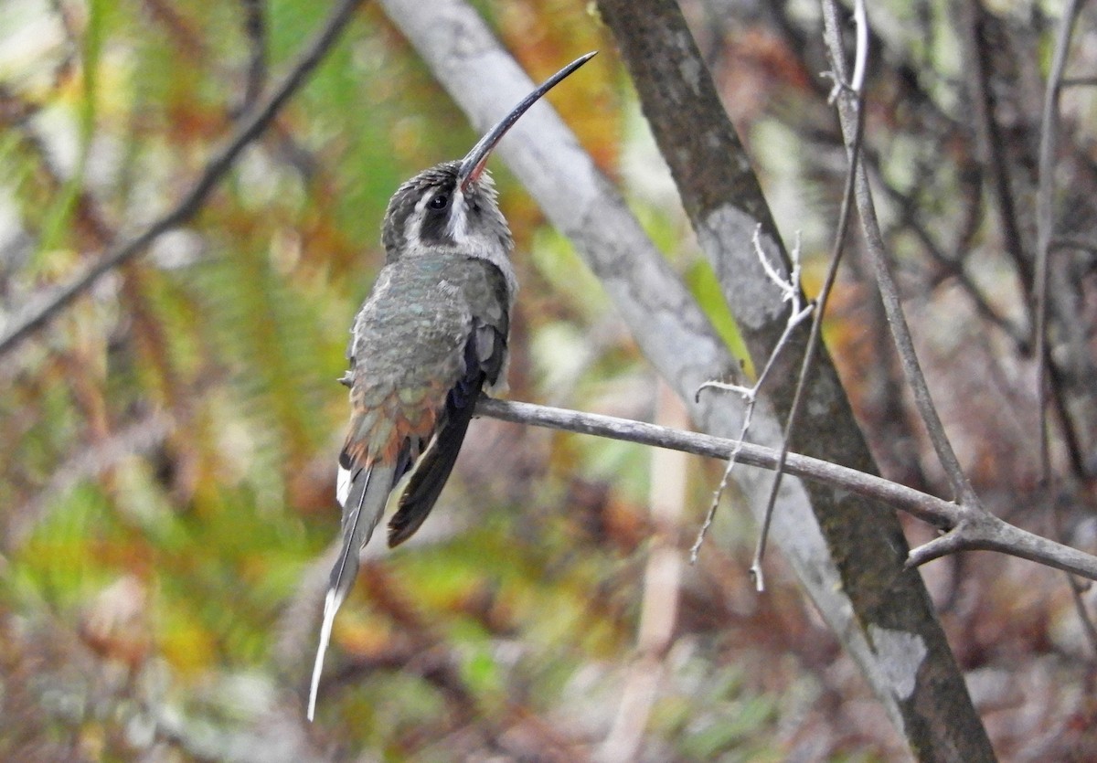 Sooty-capped Hermit - ML167017951