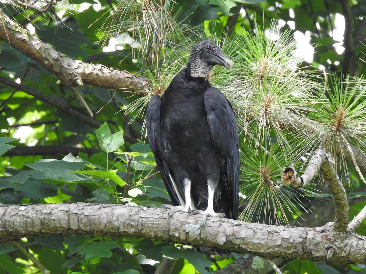 Black Vulture - Pam  Robinson