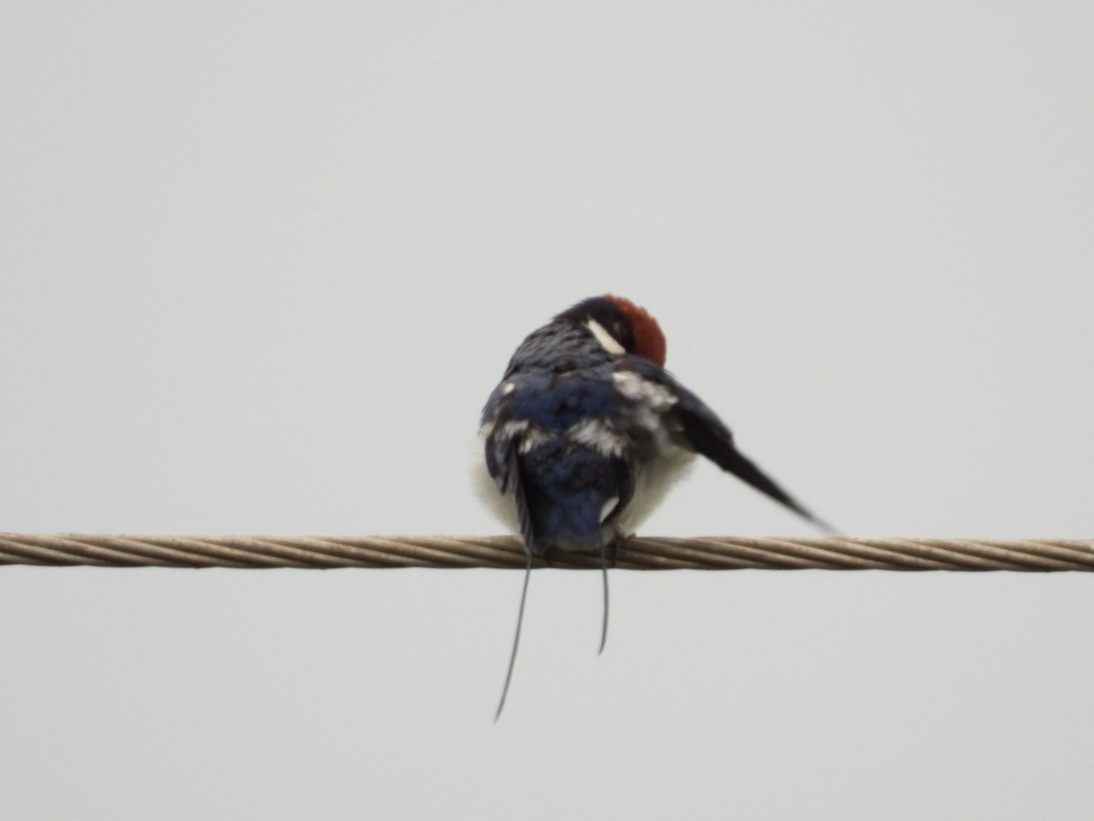 Wire-tailed Swallow - ML167020791