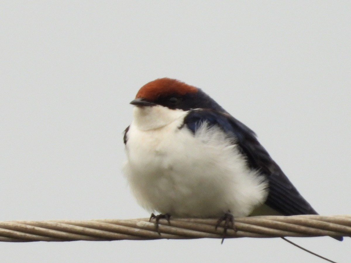 Wire-tailed Swallow - ML167020811