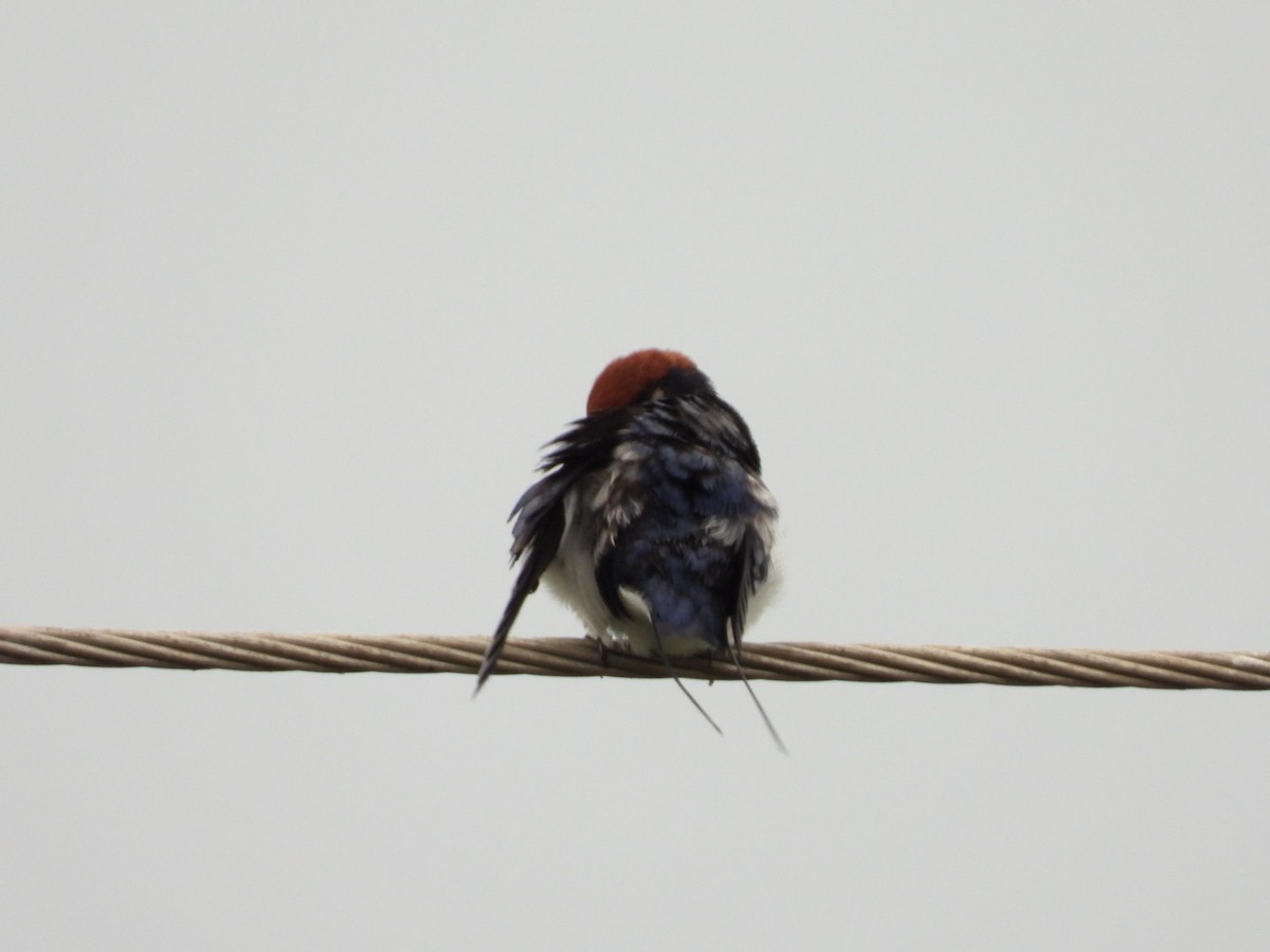 Wire-tailed Swallow - ML167020861