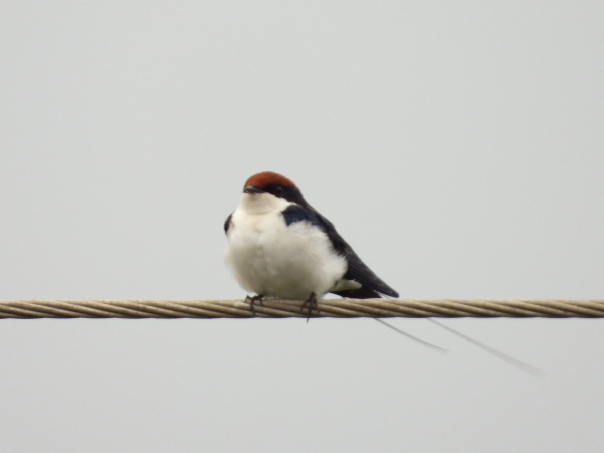 Wire-tailed Swallow - ML167020891