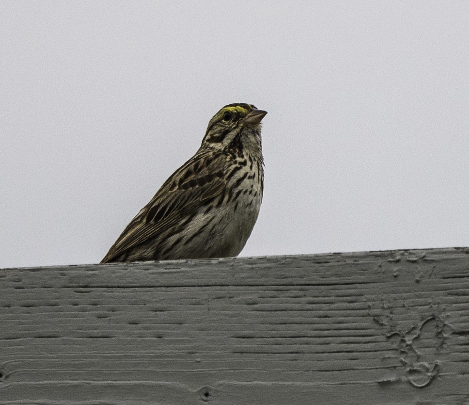 Savannah Sparrow - ML167021771