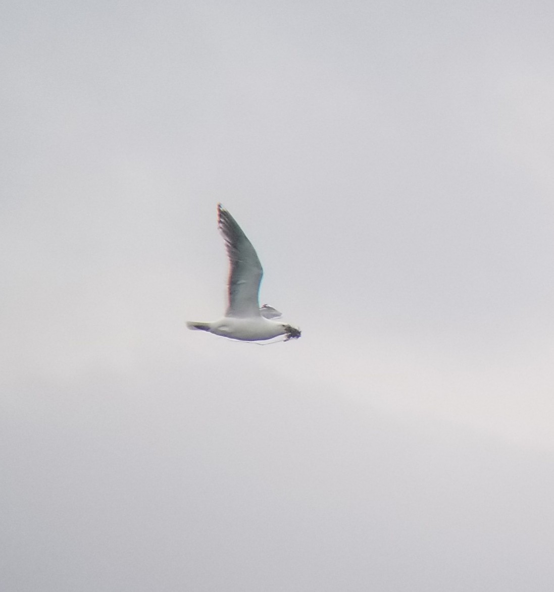 Glaucous-winged x Slaty-backed Gull (hybrid) - ML167021871