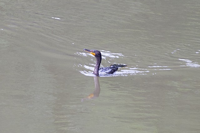 Double-crested Cormorant - Martin Wall