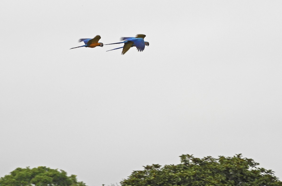 Blue-and-yellow Macaw - Ray Wershler