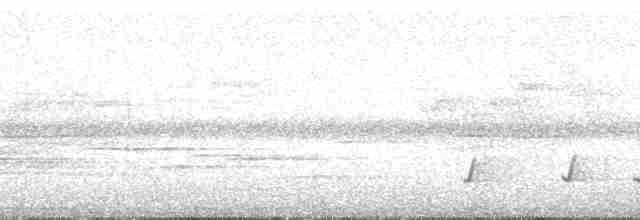 Sclater's Whistler - ML167028