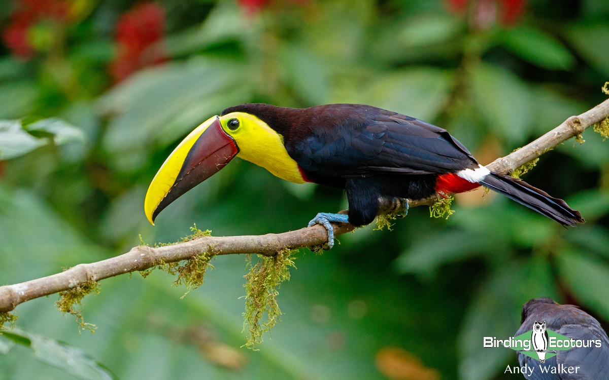 Toucan tocard (swainsonii) - ML167030181