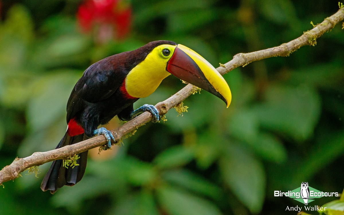 Yellow-throated Toucan (Chestnut-mandibled) - ML167030191