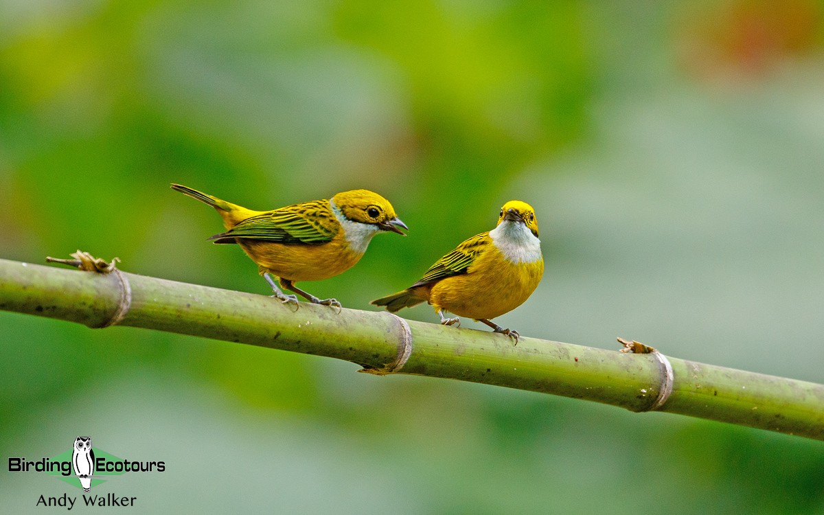 Silver-throated Tanager - Andy Walker - Birding Ecotours