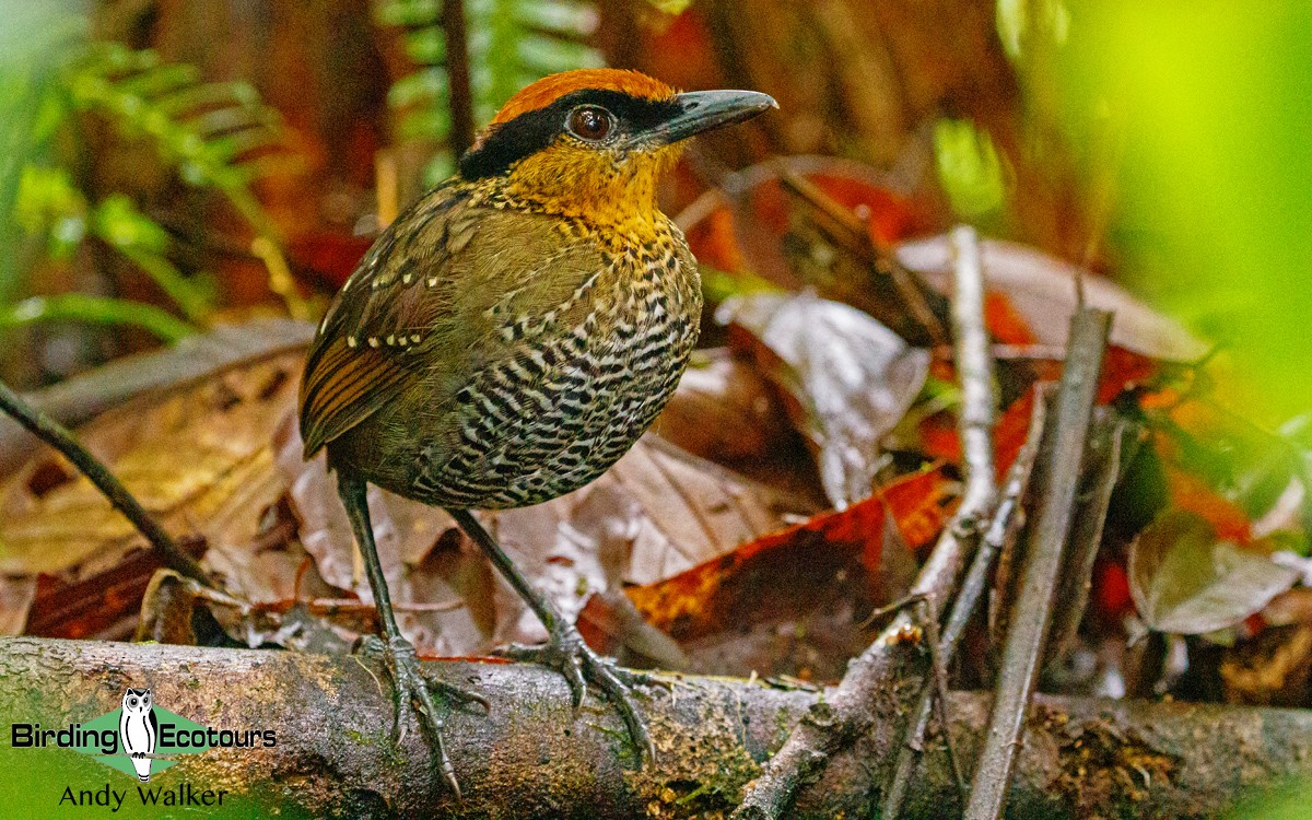 Rufous-crowned Antpitta - Andy Walker - Birding Ecotours