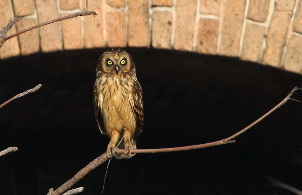 Short-eared Owl (Antillean) - Jay Gilliam
