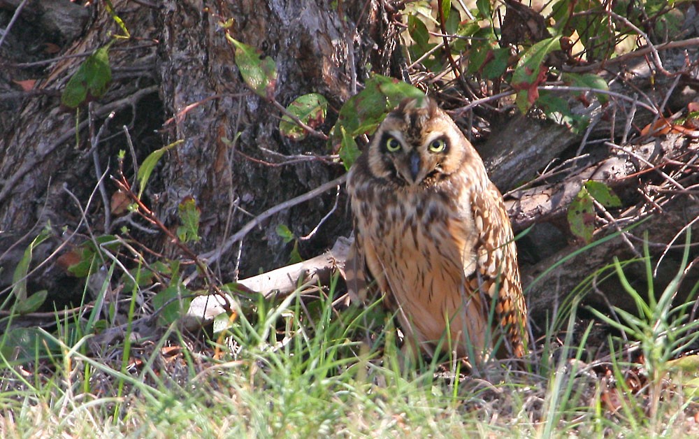 Short-eared Owl (Antillean) - ML167031921
