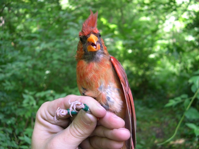 Example of&nbsp;mixed plumage in Northern Cardinal. - Northern Cardinal - 