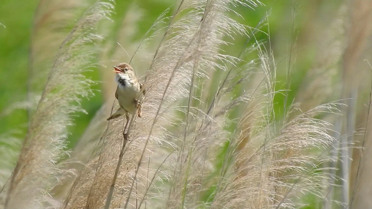 Common Reed Warbler (African) - ML167033761