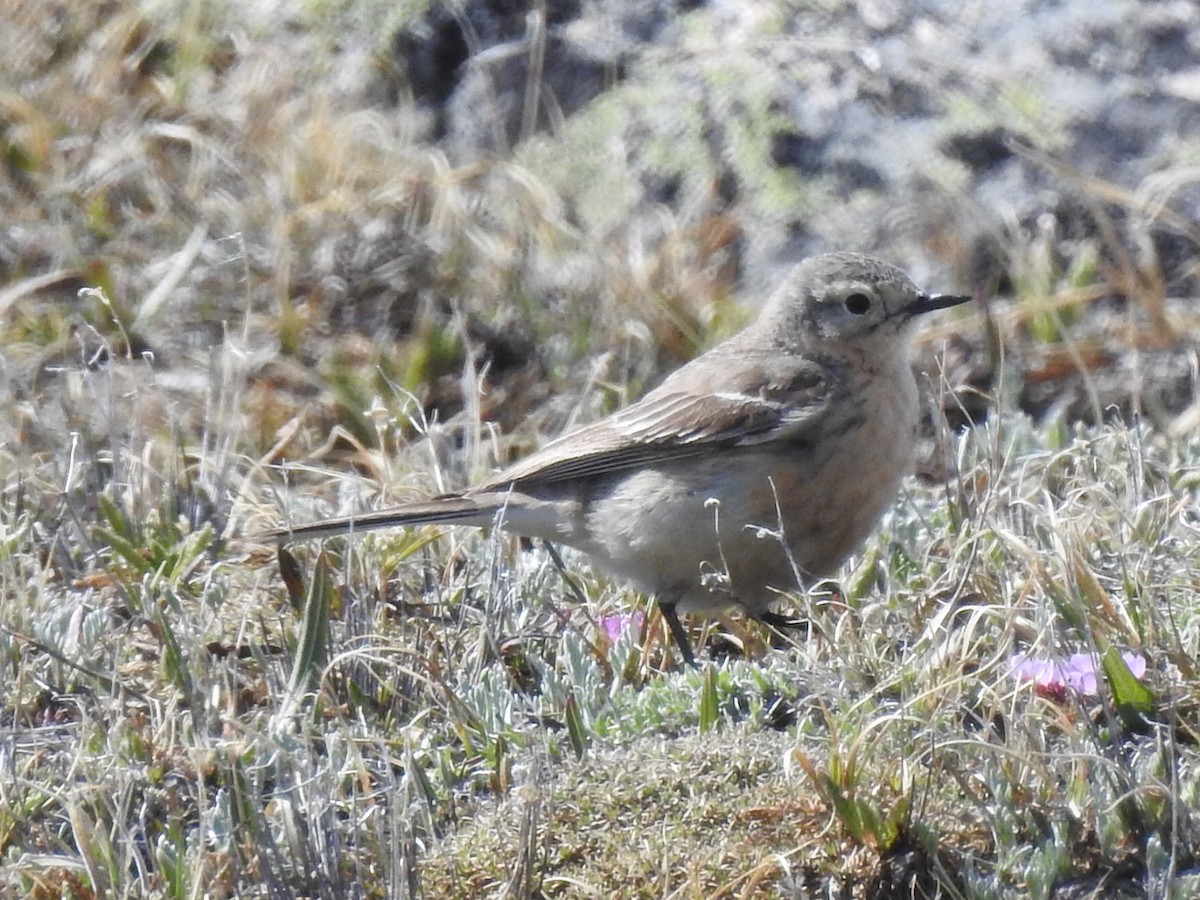 American Pipit - Mike Thelen