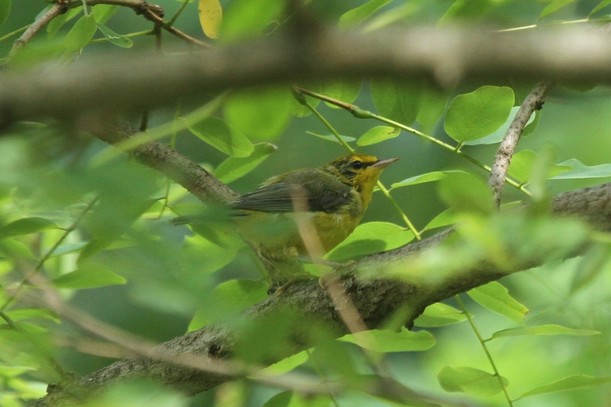 Kentucky Warbler - ryan  doherty