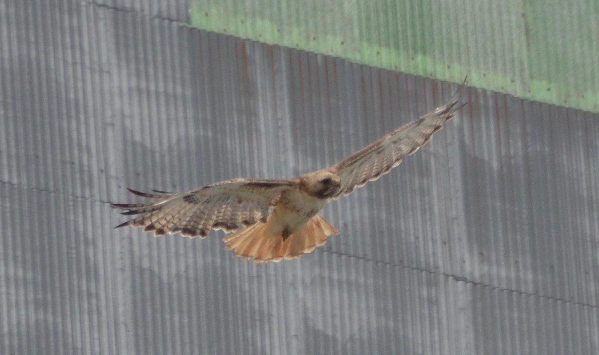 Red-tailed Hawk - ML167038211