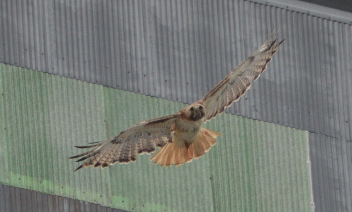 Red-tailed Hawk - ML167038251