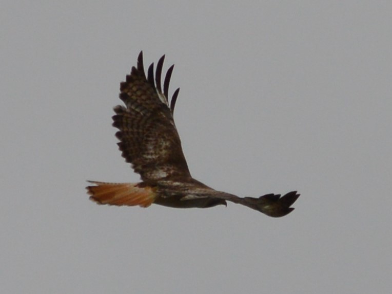 Red-tailed Hawk - ML167038261