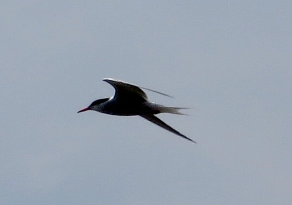 Common Tern - fulvio montanari