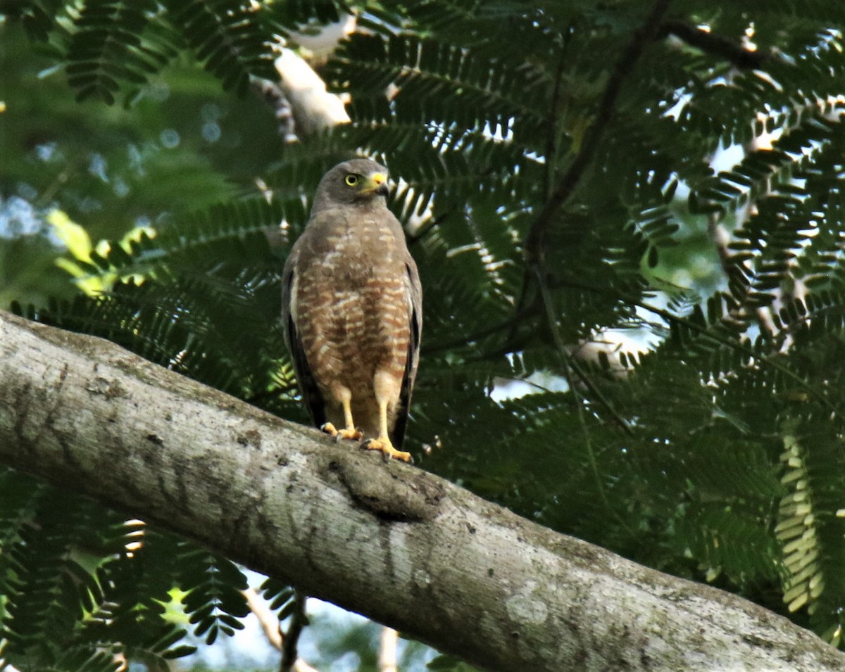 Roadside Hawk - Josue  de León Lux (Birding Guide) josuedeleonlux@gmail.com +502 3068 8988