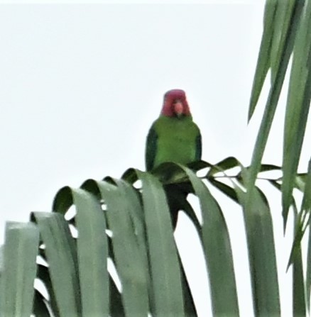 Red-cheeked Parrot - ML167040861