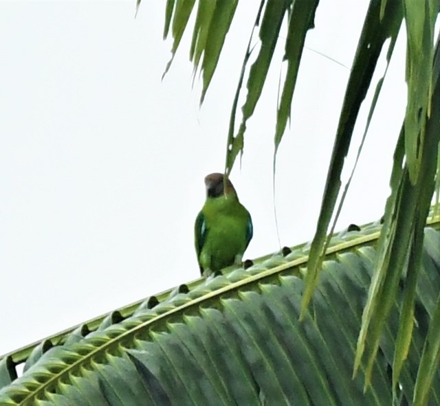 Red-cheeked Parrot - ML167040871