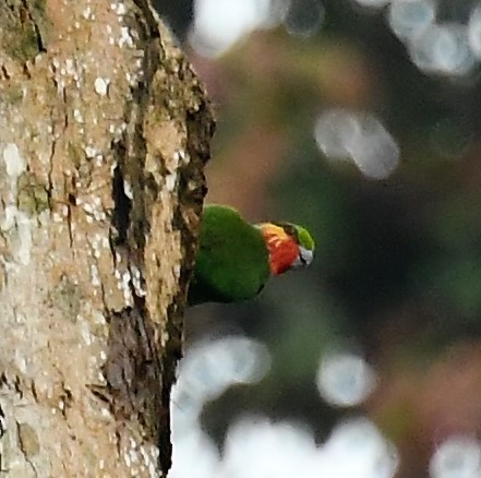 Папужець червоногорлий - ML167041121