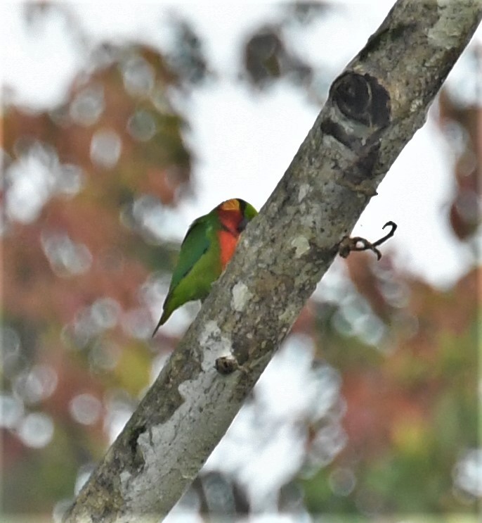 Папужець червоногорлий - ML167041151