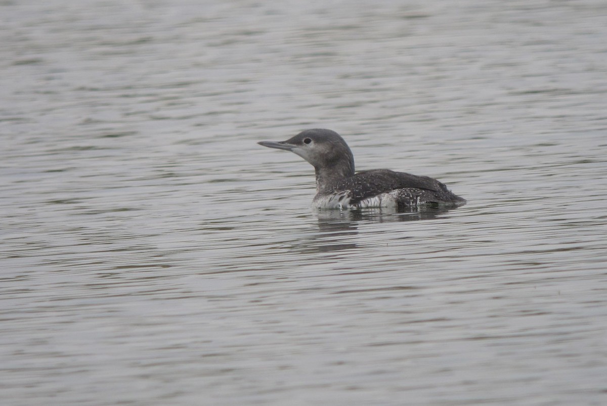 Red-throated Loon - Michael Todd