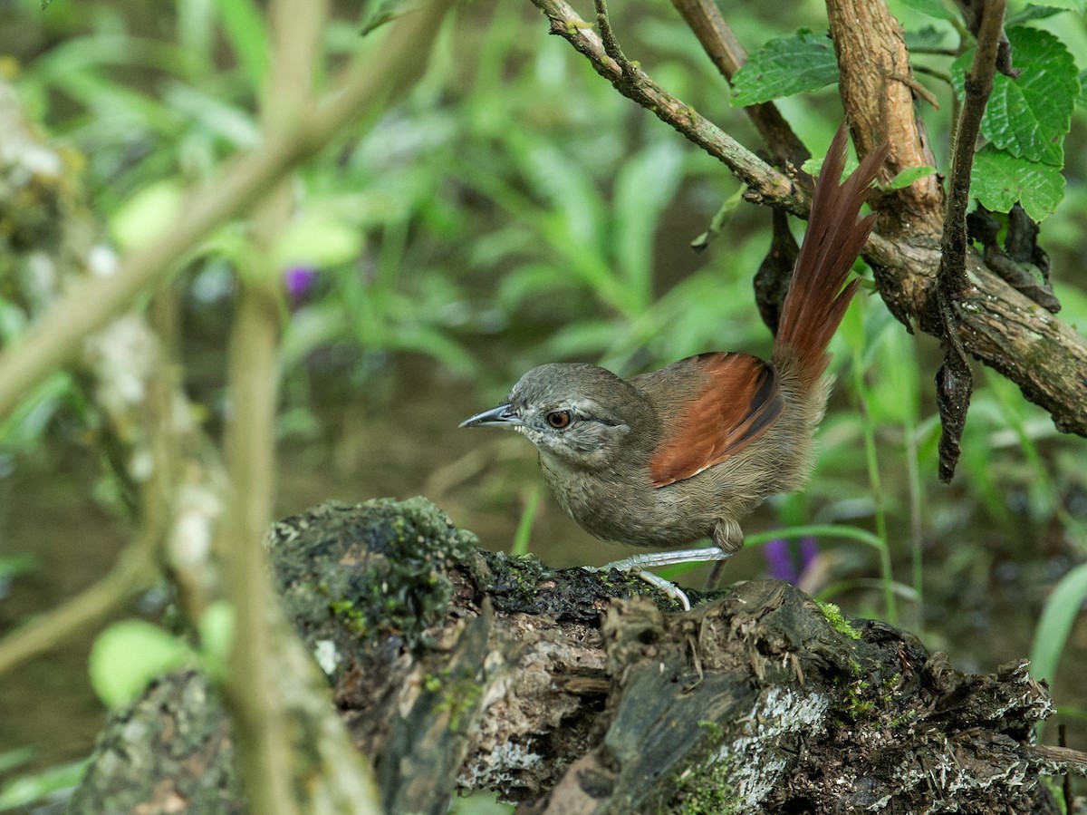 Plain-crowned Spinetail - ML167046101