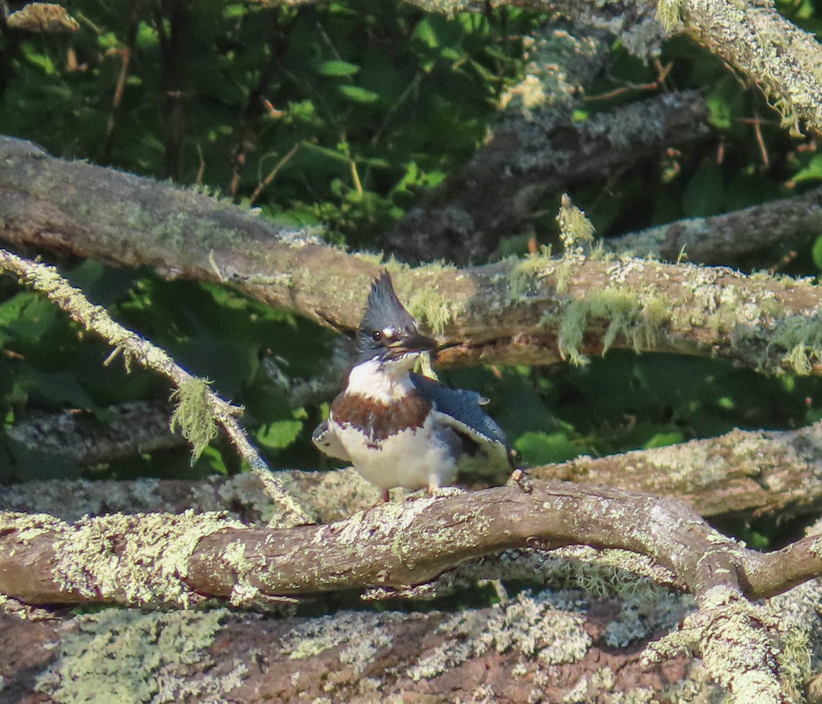 Belted Kingfisher - ML167047411