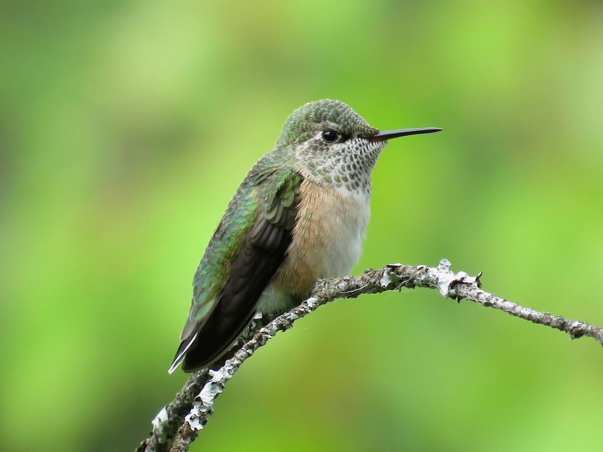 Calliope Hummingbird - ML167049311