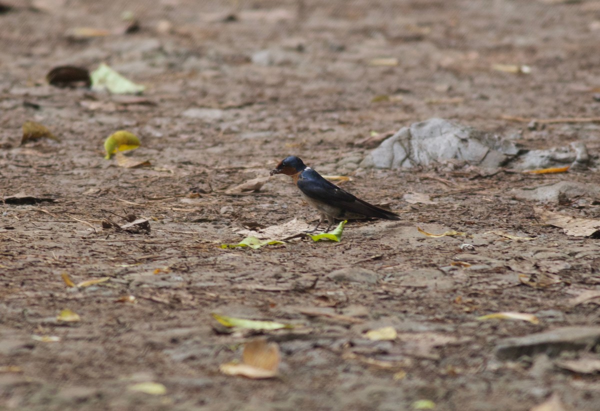 Pacific Swallow - ML167055981