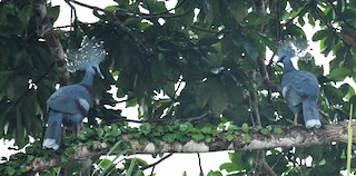 Victoria Crowned-Pigeon, ML167057151