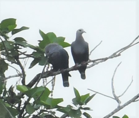 Pinon's Imperial-Pigeon - ML167057311
